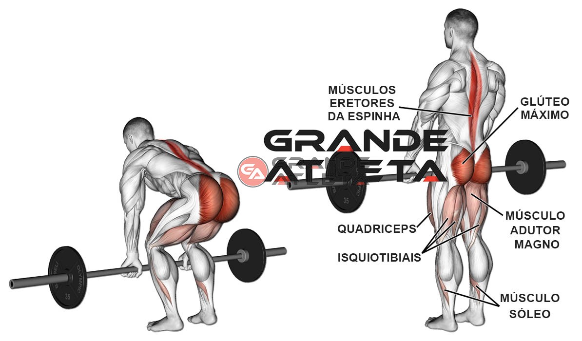 O levantamento terra é um exercício multiarticular que trabalha mais  músculos em conjunto de regiões como lombar, pernas, trapézio e glúteos.  Além de ser, By Max Titanium Suplementos