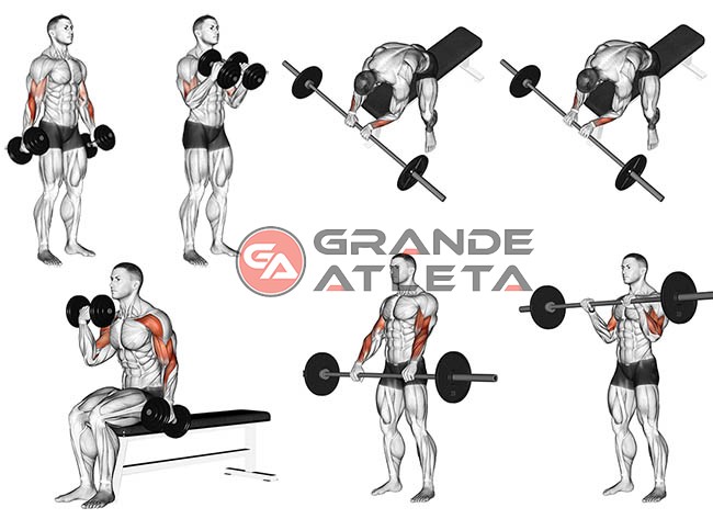 https://grandeatleta.com.br/wp-content/uploads/2019/04/exercicios-para-biceps-e-antebra%C3%A7os.jpg