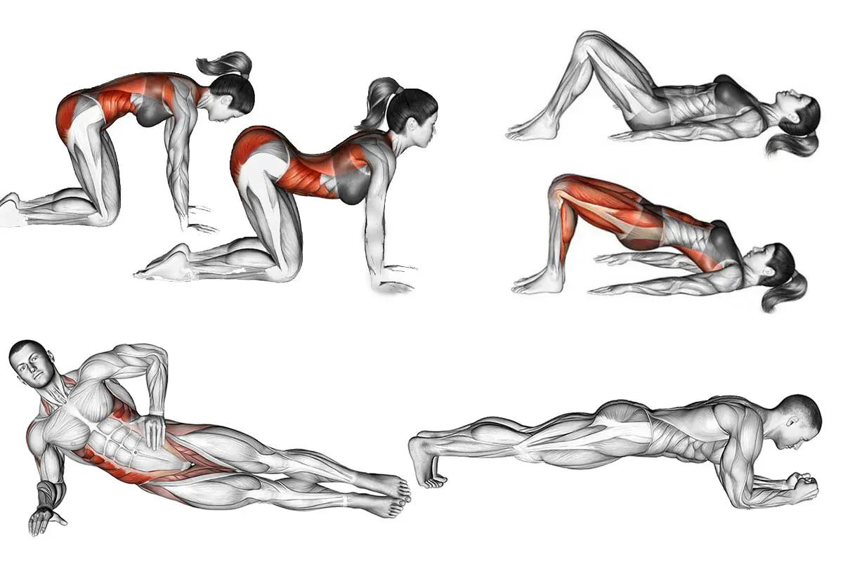 Cadeias Musculares e suas especificações no Método Pilates