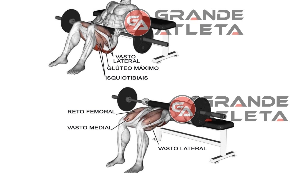 Agachamento Sumô na máquina articulada, musculatura agonista sendo